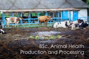 Course of the Week. Animal Health, Production and Processing –  Discover JKUAT